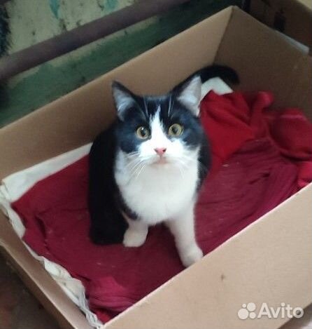 Очень милые Котята 4 мес
