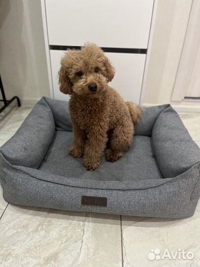 Передержка собак Догситтер