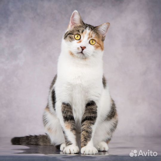 Ласковейшая трехцветная кошка Сильвия
