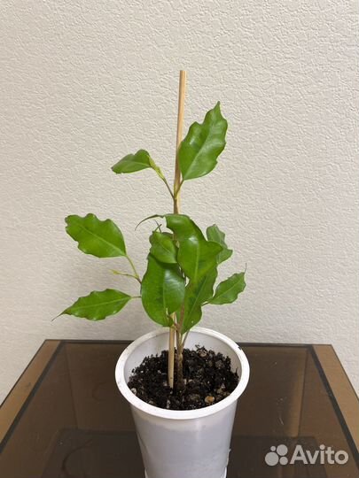 Фикус бенджамина