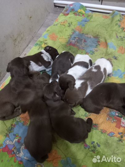 Продам щенков курцхаар