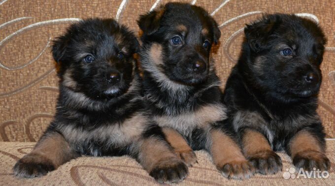 Немецкие овчарки и др. щенки
