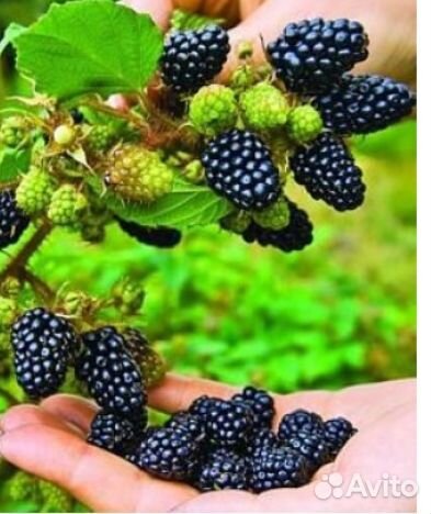 Ежевика небеса могут подождать