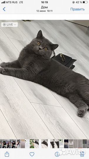 Вязка голубой британец