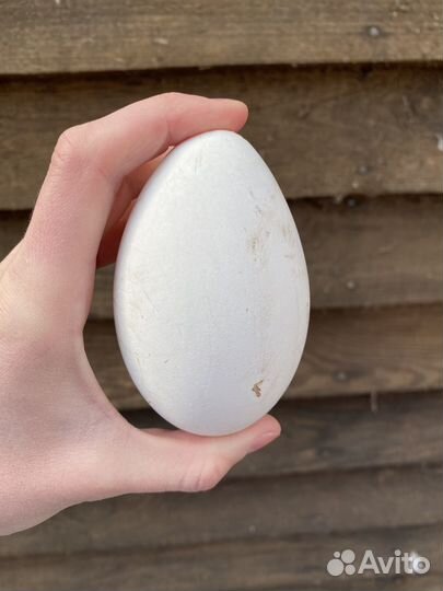 Гусиные куриные утиные яйца