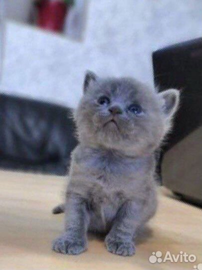 Британские котята
