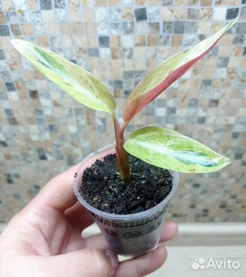 Строманта Мультиколор