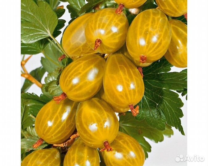 Крыжовник саженцы