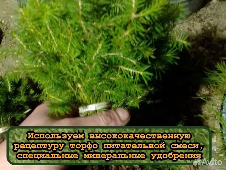 Сеянцы сосны окс и ели окс