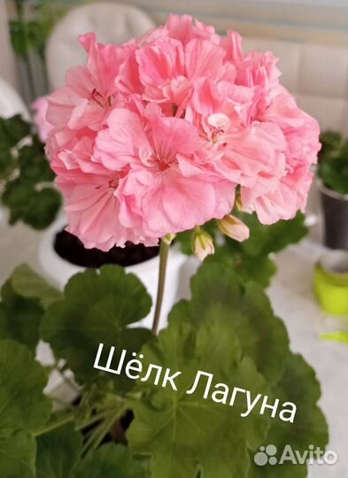 Герань пеларгония