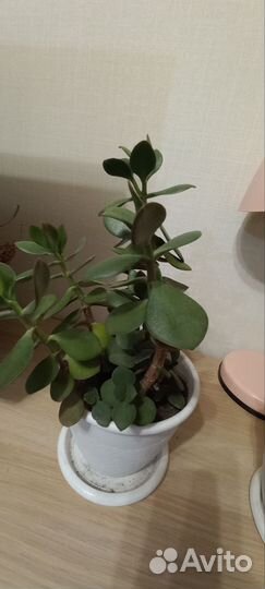 Крассула толстянка денежное дерево