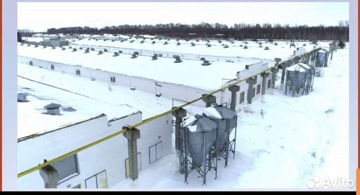 Птицефабрика, на производво кур яйцо, Ульянов, обл