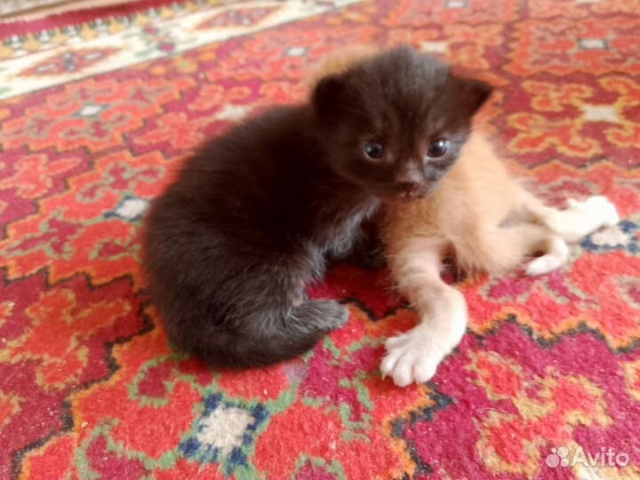 Вислоухие котята в добрые руки