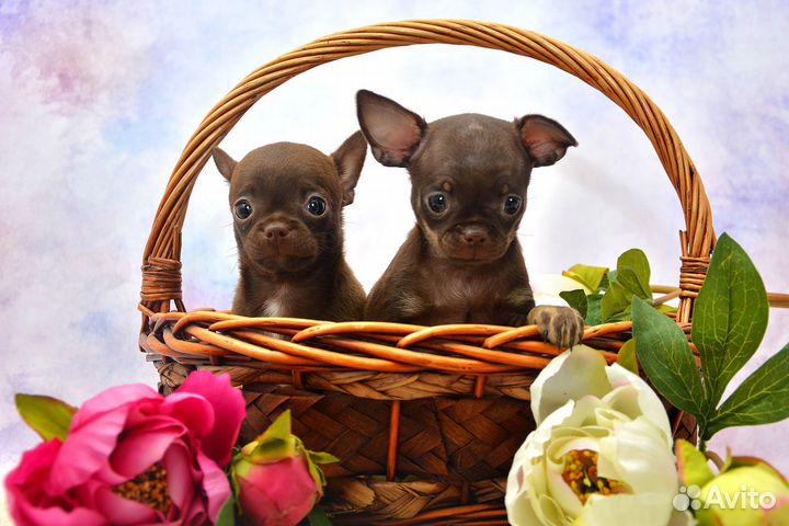 Чихуахуа, шоколадные девочки