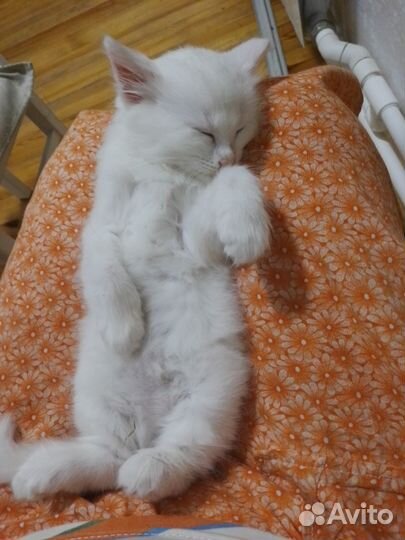 Котята в добрые руки белый котёнок