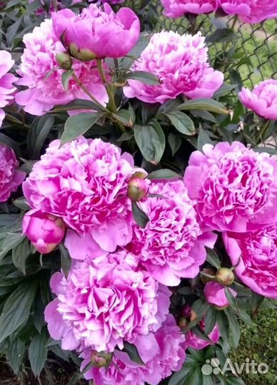 Пионы розовые кусты
