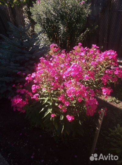 Цветы флоксы