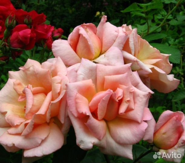 Компэшн очень ароматная плетистая роза