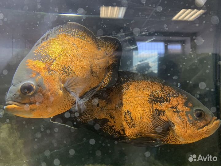 Астронотусы