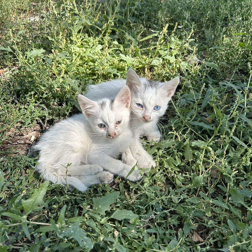 Котята в добрые руки