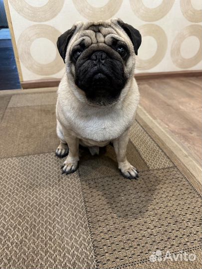 Мопс вязка мальчик