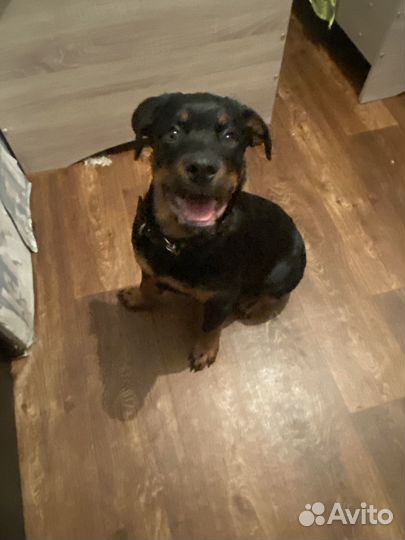 Продам Щенка Ратвелера 4 месяца