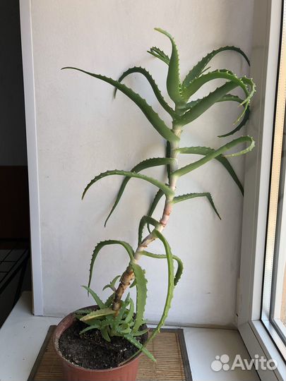 Алоэ / Столетник 3,5 года