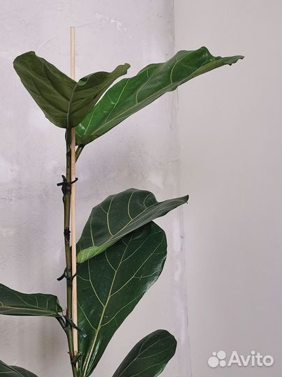 Фикус лирата колумнарис