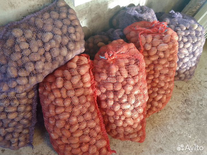 Продам картофель
