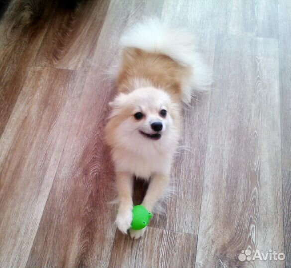 Шпиц девочка