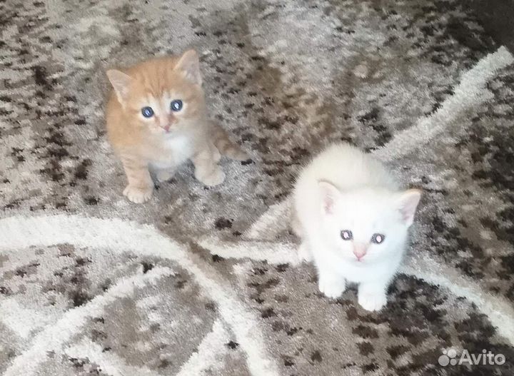 Котята в добрые руки