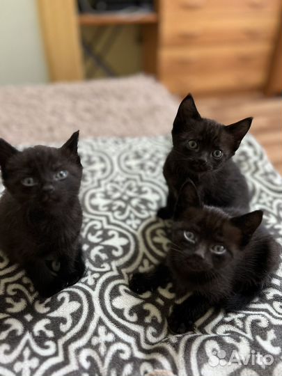 Кошки бесплатно