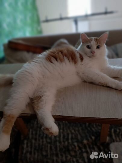 Котик в добрые руки
