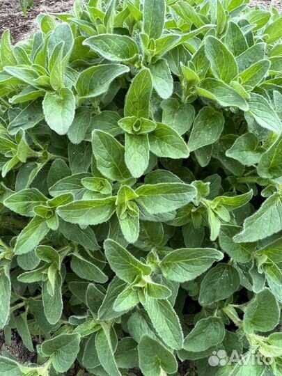 Душица (орегано)