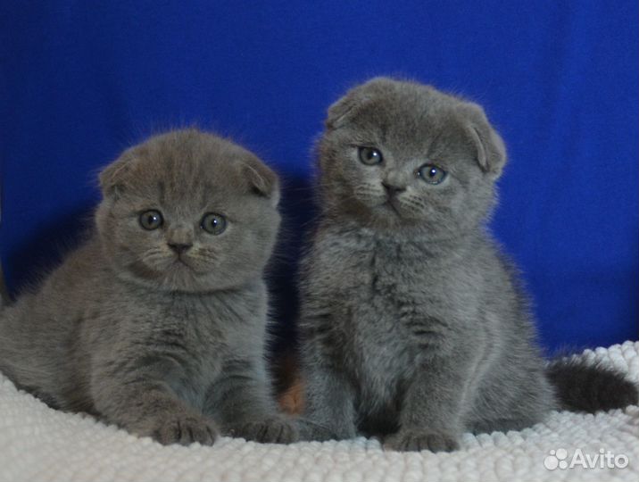 Вислоушки голубые