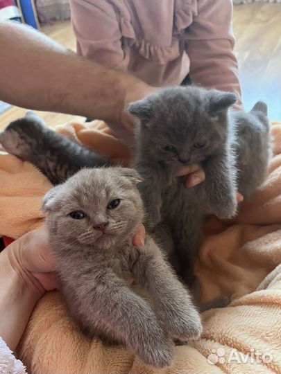 Шотландская