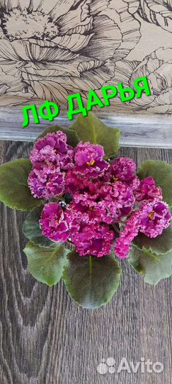 Сортовые фиалки