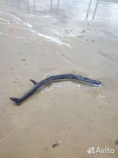 Дрифт Вуд мурена и кит