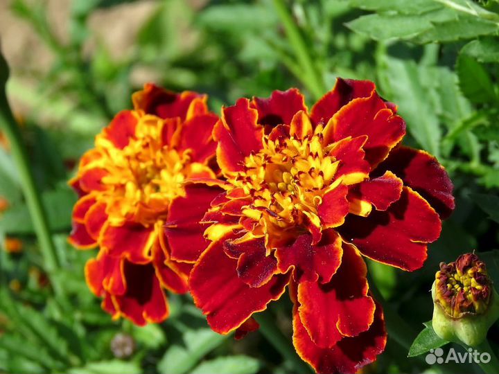 Рассада бархотки