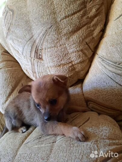 Той-терьер щенки