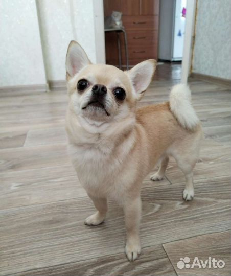 Вязка мини чих