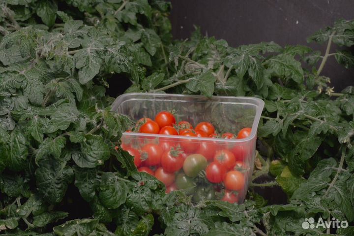 Помогаю запустить и автоматизировать ситиферму