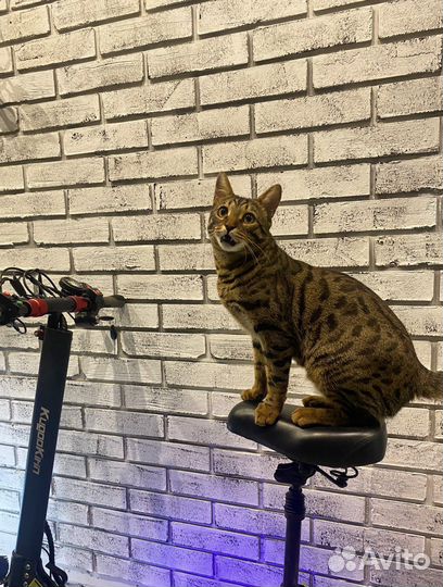 Электросамокат kugoo max speed