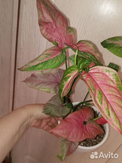 Сингониум Орм Нак