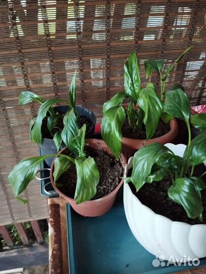 Спатифиллум