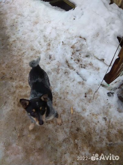 Щенок метис