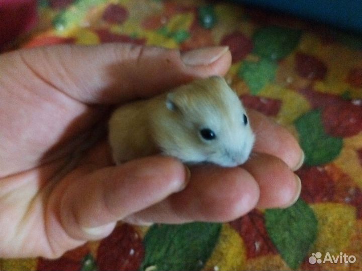 Джунгарский хомяк