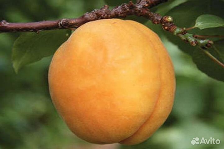 Черенки для прививки
