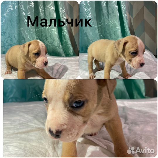 Щенки питбуля