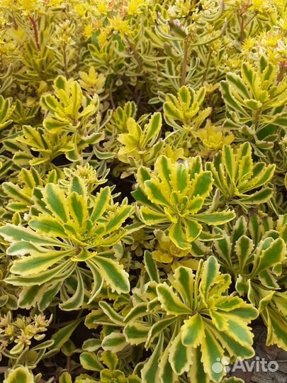 Цветы садовые многолетние